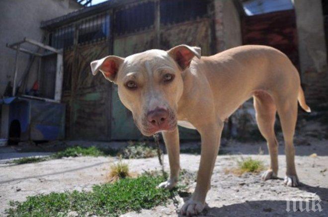 Ето я питбулката, нападнала крадеца нинджа във Варна (снимки)