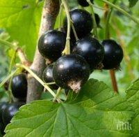 Посочиха този плод като гард срещу рак