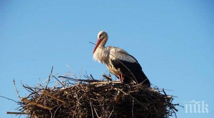 спасиха щъркел гладна смърт ловеч