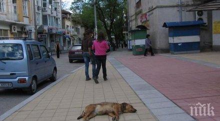 годишна жена застреля съседско куче дупница ловна пушка