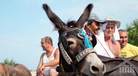 магарета състезаваха камен бряг снимки