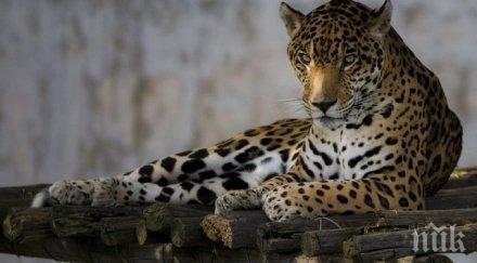 вече около шест часа издирват избягал зоопарка ловеч ягуар обновена