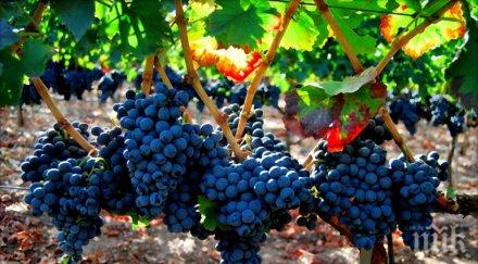 пороите унищожиха реколтата