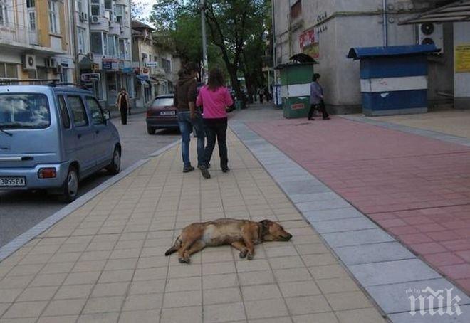 67-годишна жена застреля съседско куче в Дупница с ловна пушка