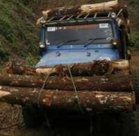 Заключиха дървени бракониери