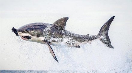 хищна акула полетя вечерята снимка