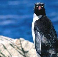 В миналото имало пингвини с ръст на баскетболисти