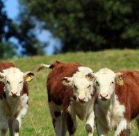 Русия за румънското говеждо: Нет!