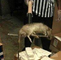 Плъхове принудиха „Еър Индия” да приземи един от самолетите си