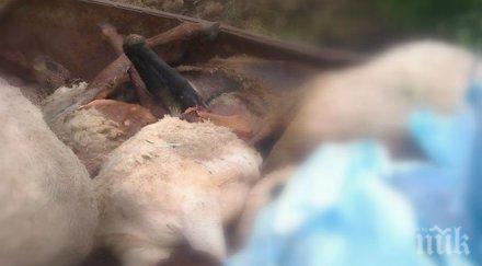 случай син език ловешкото село микре