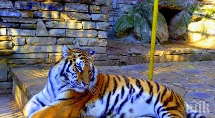 дания строят зоологическа градина свободни животни затворени хора снимки