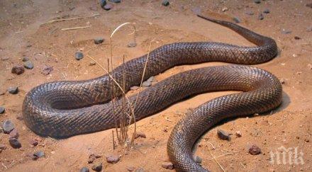 истински кошмар змия падна небето балчик шашна туристи хотел бивш министър