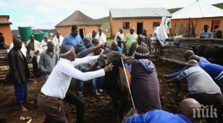 спасяват кравите мандела глад