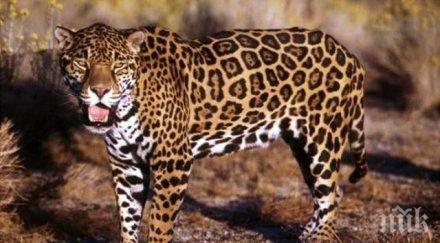 препарират убития ягуар алонсо правят музеен експонат