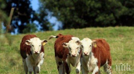 русия румънското говеждо нет