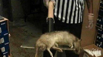 плъхове принудиха еър индия приземи един самолетите