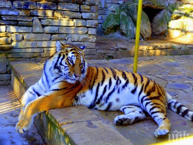 В Дания строят зоологическа градина за свободни животни и затворени хора (снимки)