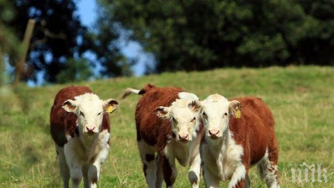 Русия за румънското говеждо: Нет!