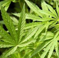 Баща и син отглеждали коноп в Гугутка