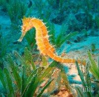 Съсипахме и Черно море с мръсотия - морските кончета изчезнаха