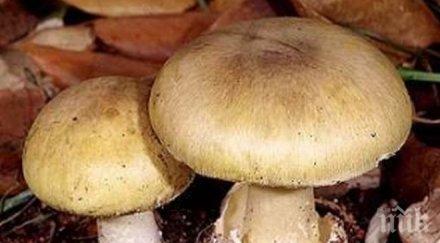 познавач гъби прати себе жена реанимацията умрат