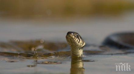 родители паника змия изплува детски басейн кърджали