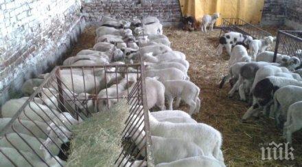 болеста син език разпространи великотърновско