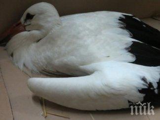 добра новина спасиха ранено щъркелче снимка