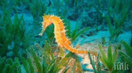 съсипахме черно море мръсотия морските кончета изчезнаха