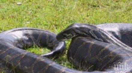 люлинчани бесни заради питона змията следа