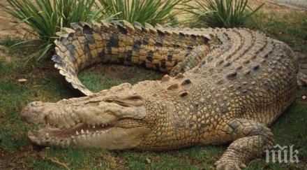 австралийски крокодил изял млад мъж