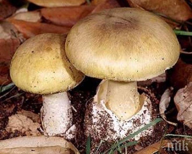 „Познавач” на гъби прати себе си и жена си в реанимацията, за малко да умрат