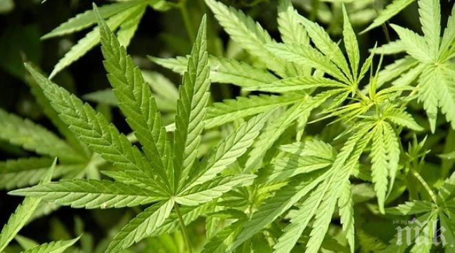 Баща и син отглеждали коноп в Гугутка