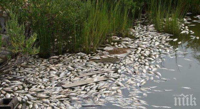 Стотици мъртви риби изплуваха в Гребния канал в Пловдив