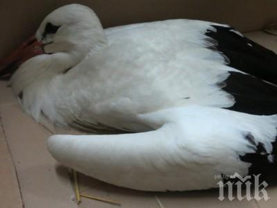 Добра новина - спасиха ранено щъркелче (снимка)
