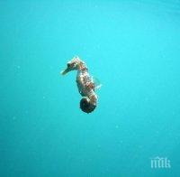 Морските кончета изчезнаха