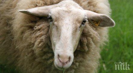 турски град карантина заради синия език нас