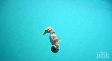 морските кончета изчезнаха