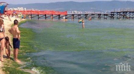 апокалипсис слънчев бряг водорасли съсипаха плажа бум епидемии поразява туристите концесионерите бездействат снимка