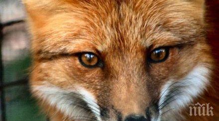 лисица падна покрив болница