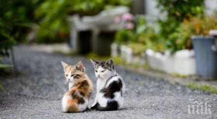 деца горят живи котета забавление