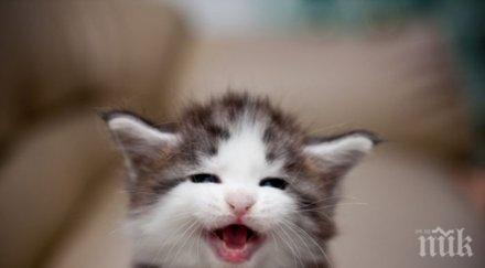 учените категорични всеки дом котка