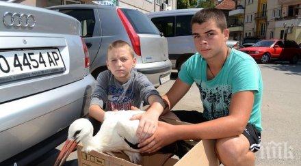 ученици спасиха болен щъркел