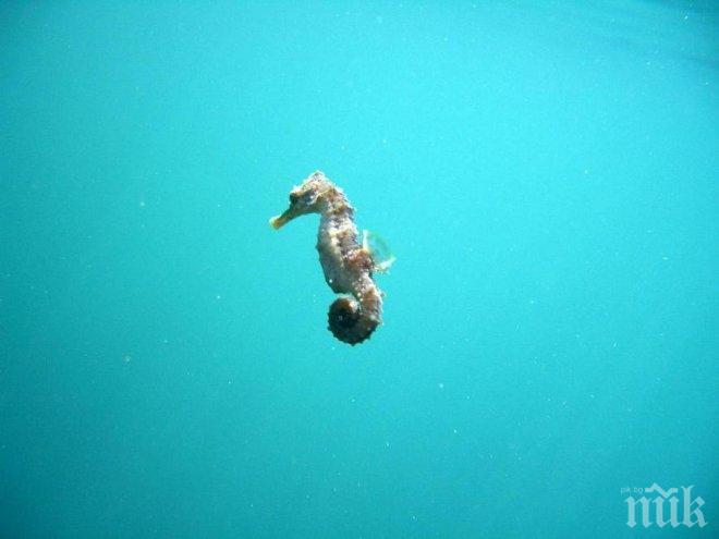 Морските кончета изчезнаха