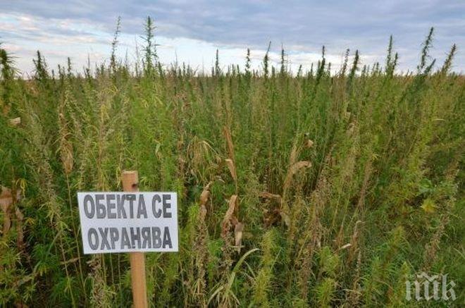 Полицаи в Петричко ожънаха 2 тона канабис