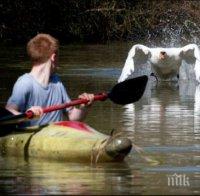 Лебед-терорист тормози туристи и гребци в Кембридж
