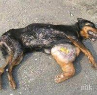 Шокиращо: Цигани вързаха куче за кола и го влачиха, докато умре! (18+)