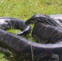 Дават парична награда за питона в „Люлин“