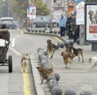 Прибират над 1000 улични кучета през септември