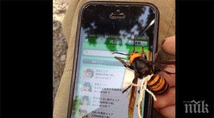 японец опитоми отровен стършел разхожда повод снимкивидео